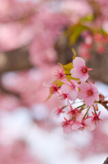 河津桜のクローズアップ