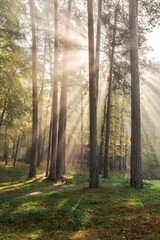 Fototapeta premium The crowns of the trees are bathed in the rays of the morning sun, creating a picturesque autumn village landscape.