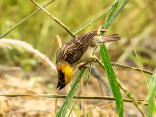Baya Weaver Bird in Borneo, Malaysia