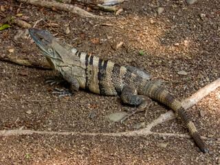 Black Spiny-tailed Iguana in Costa Rica