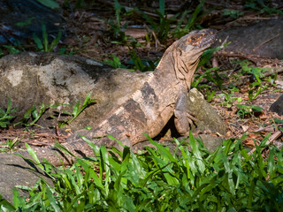 Black Spiny-tailed Iguana in Costa Rica