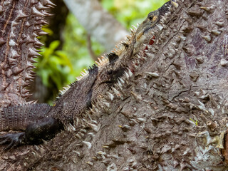 Black Spiny-tailed Iguana in Costa Rica