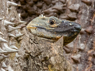 Black Spiny-tailed Iguana in Costa Rica