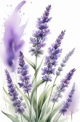 Naklejka premium Lavender watercolor background. Delicate flower bouquet on a white background. Spring-summer banner template
