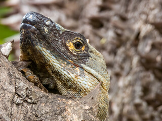 Black Spiny-tailed Iguana in Costa Rica