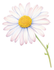 PNG Daisy flower petal plant.