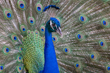 extreme close up of the head of a male peacock
