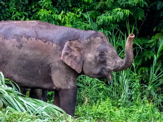 Wild Bornean Pygmy Elephant, Malaysia