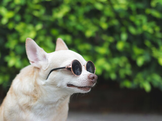 cute brown chihuahua dog wearing sunglasses sitting on  cement floor in the garden. looking sideway curiously.