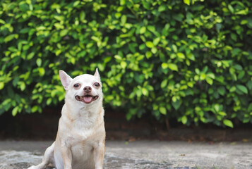 Obraz premium happy and healthy short hair Chihuahua dog sitting on cement floor in the garden with green leaves background, smiling and looking at camera.