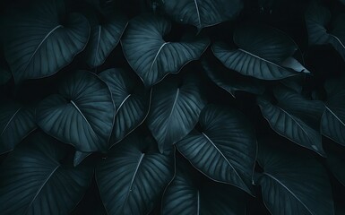 Fototapeta premium Abstract green leaf texture, nature background, tropical leaf