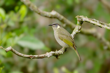 close up view of a lewin's honeyeater perching on a branch at a rainforest in nth queensland