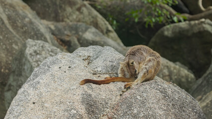 a mareeba rock-wallaby grooming at granite gorge