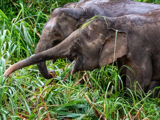 Wild Bornean Pygmy Elephant, Malaysia