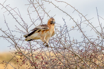 A Little Eagle amongst the bare tree branches in Winter
