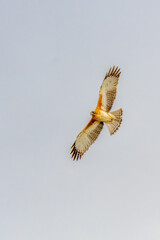 A Little Eagle flying in the Winter Sky