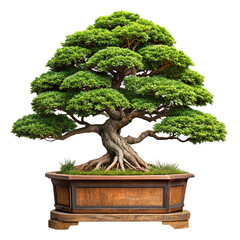 big potted bonsai The wood is bent and has beautiful patterns. green tree It is unique and different from other types of trees. transparent background