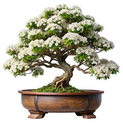 big potted bonsai The wood is bent and has beautiful patterns. 