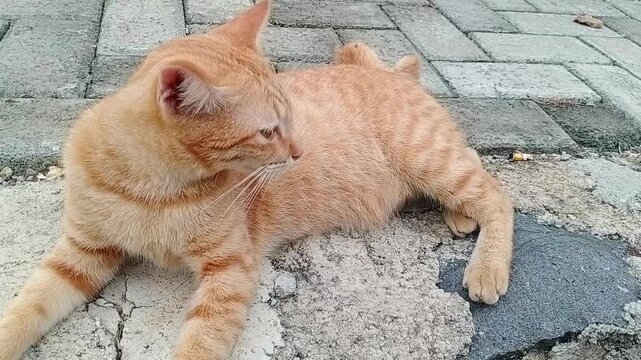 Cat (kucing oren) lying on the terrace with block paving floor