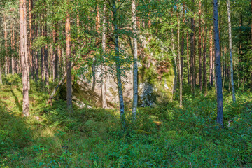 Glacial erratic boulder in a pine woodland