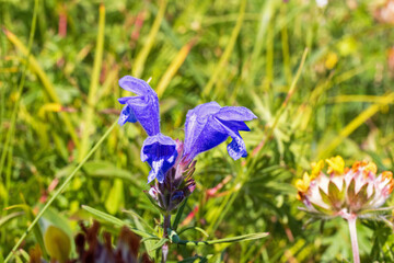 Blooming Northern dragonhead and kidneyvetch on a meadow