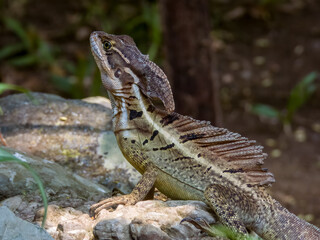 Brown Basilisk in Costa Rica