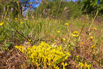 Goldmoss stonecrop on the ground in a meadow