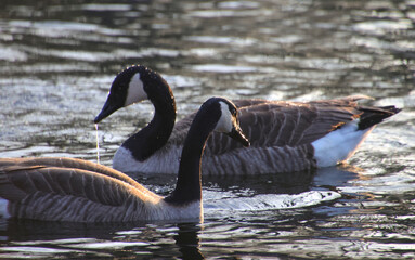pair of geese, canadian goose, geese in the morning sun, wild geeses, canada goose, goose in the water, bird pair, mating season, courtship