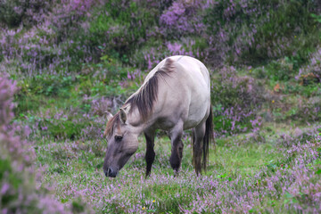 wild horse in the meadow, wild horse, horse in the grass, Feral horse in the pasture, flowering heather, wild horse on blooming heather