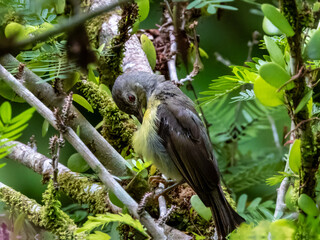 Brown-throated Sunbird in Borneo, Malaysia