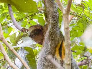 3-toed or Brown-throated Sloth in Costa Rica