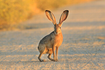 Long-Eared Hare