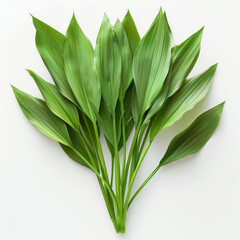 Obraz premium Bright green leaves arranged on a white background, highlighting their fresh and natural appearance.