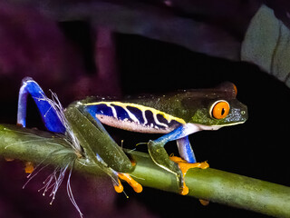 Red-eyed Tree Frog in Costa Rica