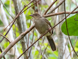 Cream-vented Bulbul in Borneo, Malaysia