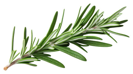 Fototapeta premium PNG Rosemary plant herbs leaf.
