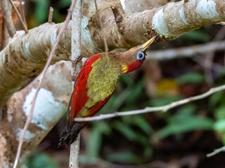 Crimson-winged Woodpecker in Costa Rica