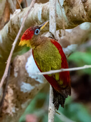 Crimson-winged Woodpecker in Costa Rica
