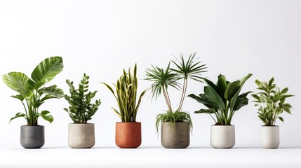 potted plants for the interior on white background.