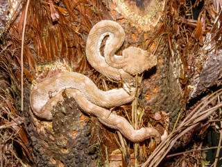 Eyelash Pit Viper in Costa Rica