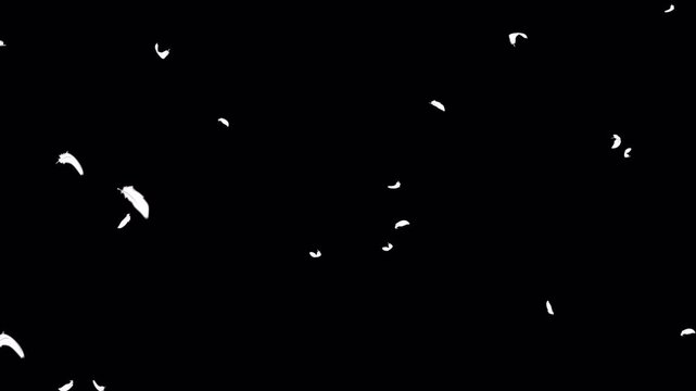 羽根が斜め上から降る動画、ループ、背景透過