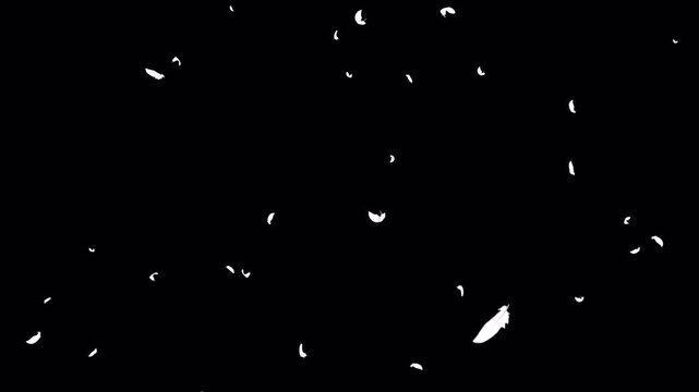 羽根が上から降り注ぐ動画、ループ、背景透過