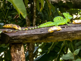 Green Basilisk in Costa Rica