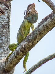 Green Iguana in Costa Rica