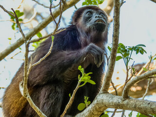 Howler Monkey in Costa Rica