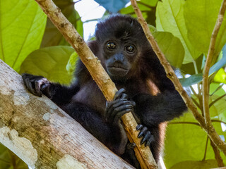 Howler Monkey in Costa Rica