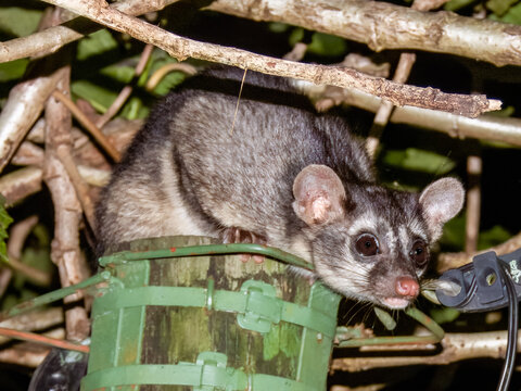 Cacomistle, Bassariscus sumichrasti, mammal in Costa Rica