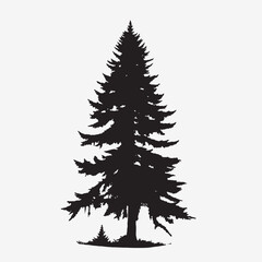 Obraz premium black silhouette of a alpine balsam tree in white background