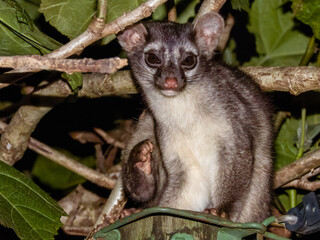 Cacomistle, Bassariscus sumichrasti, mammal in Costa Rica