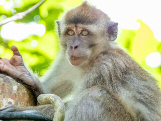 Long-tailed Macaque in Borneo, Malaysia